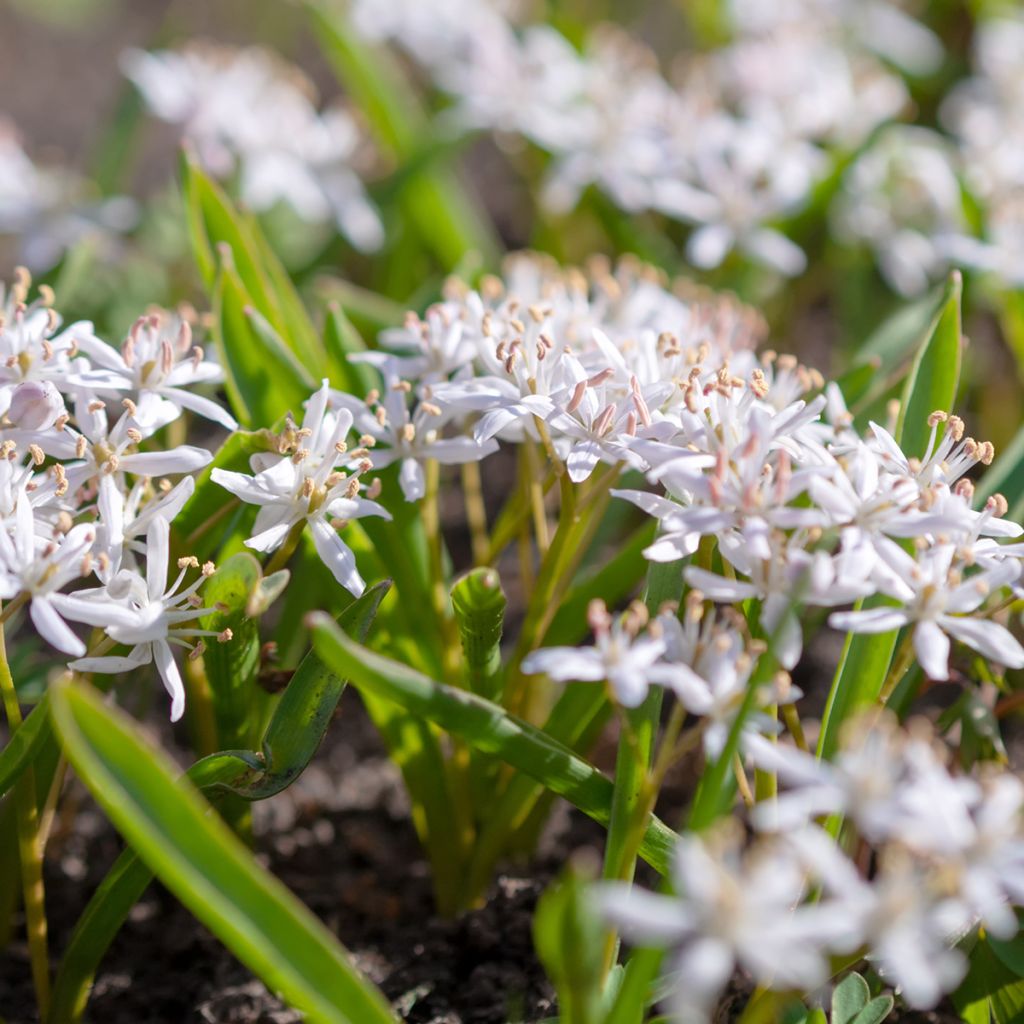 Scilla bifolia Rosea - Scilla silvestre