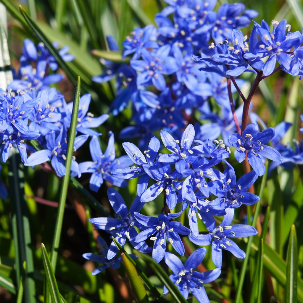 Scilla bifolia - Scilla silvestre