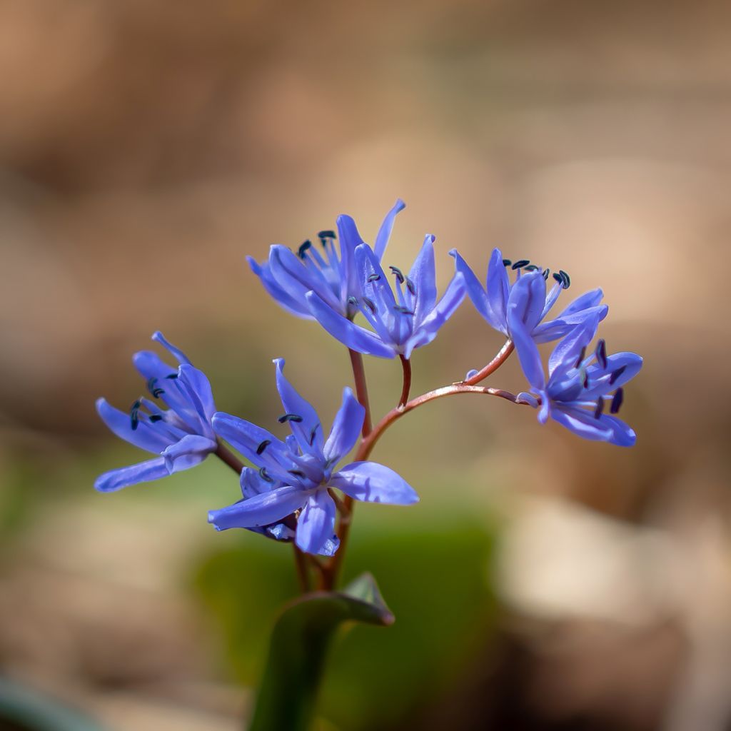 Scilla bifolia - Scilla silvestre