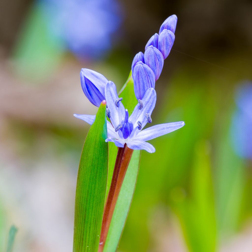 Scilla bifolia - Scilla silvestre