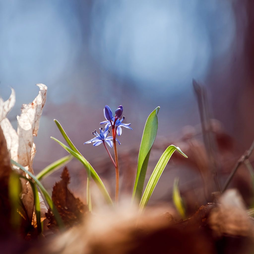 Scilla bifolia - Scilla silvestre