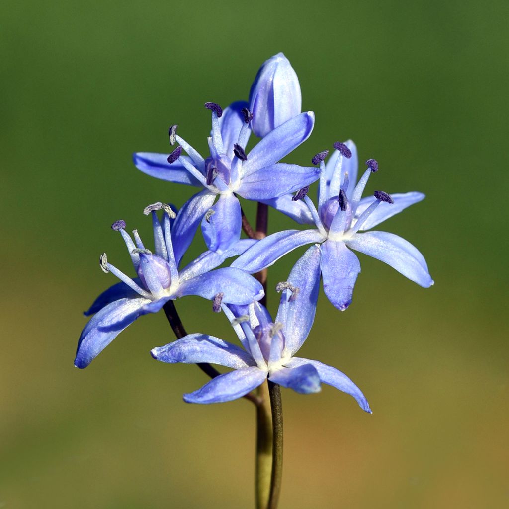 Scilla bifolia - Scilla silvestre