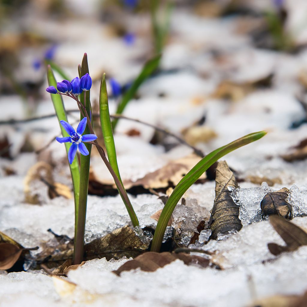 Scilla bifolia - Scilla silvestre