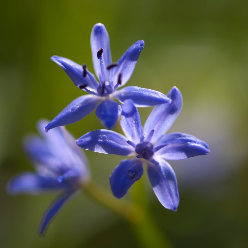 Scilla bifolia - Scilla silvestre