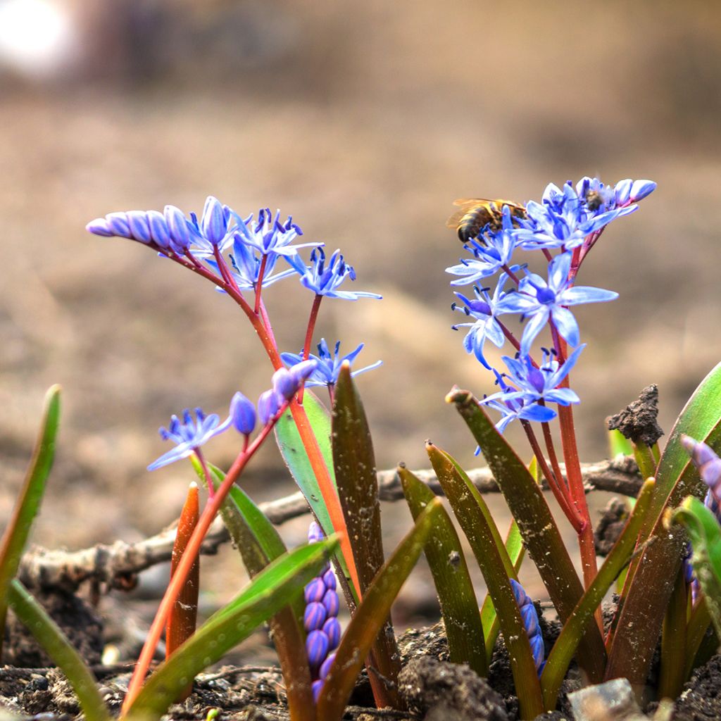 Scilla bifolia - Scilla silvestre