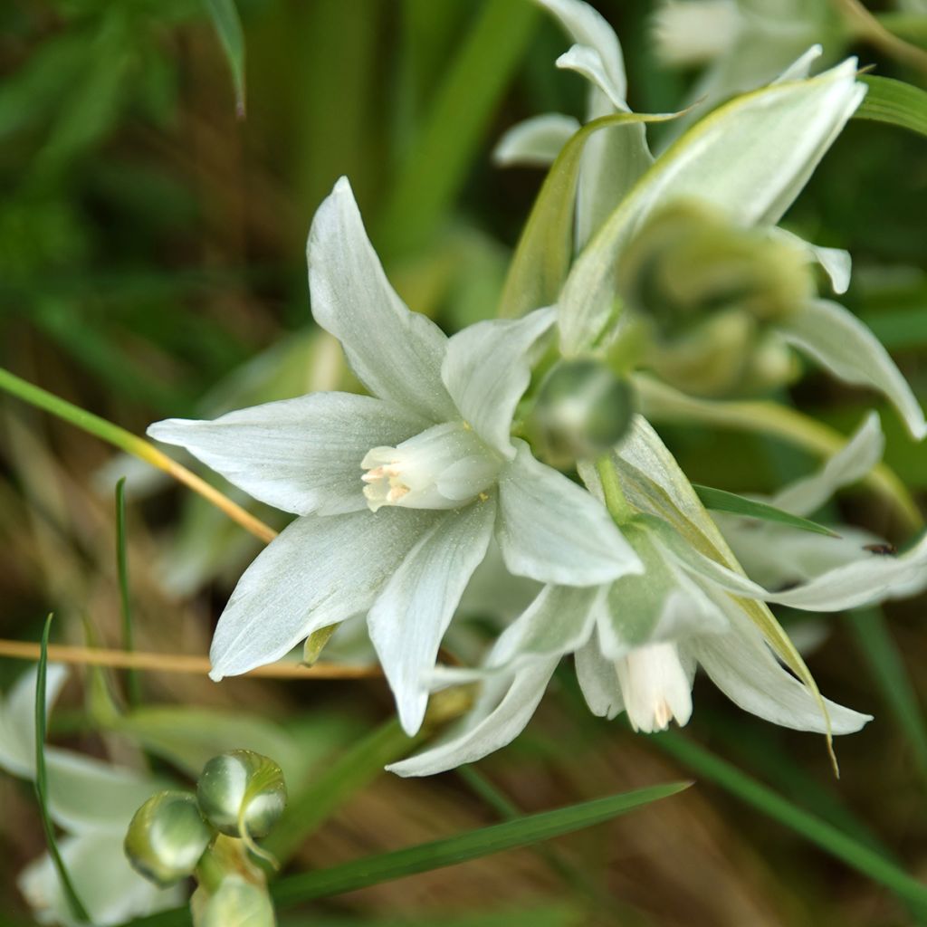 Scilla siberica Alba - Falso giacinto