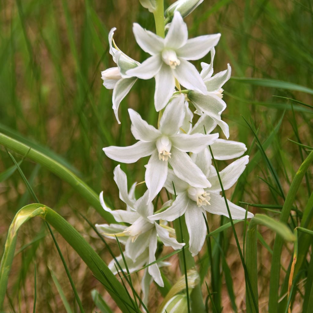 Scilla siberica Alba - Falso giacinto