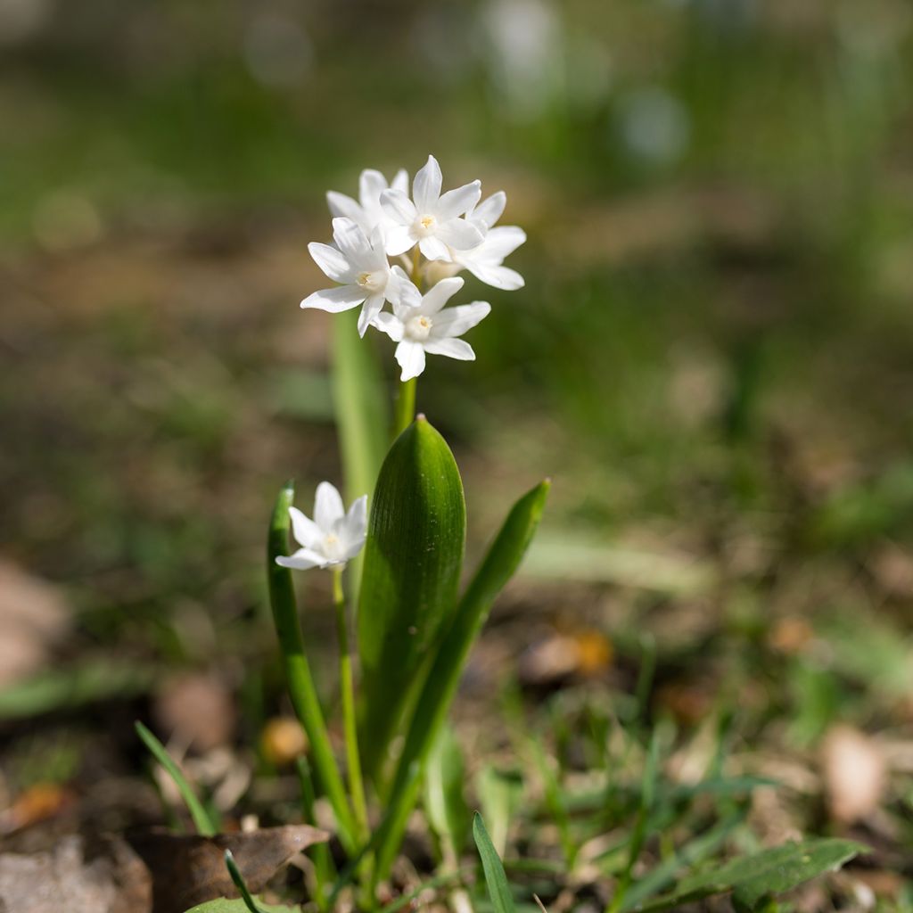 Scilla siberica Alba - Falso giacinto