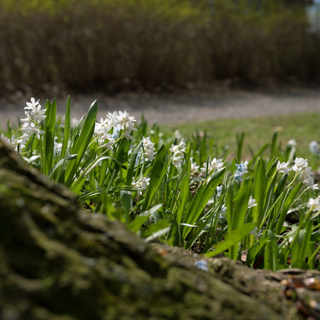 Scilla siberica Alba - Falso giacinto