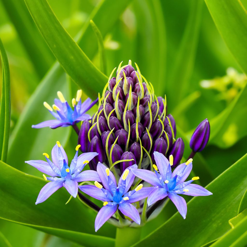 Scilla peruviana - Scilla maggiore