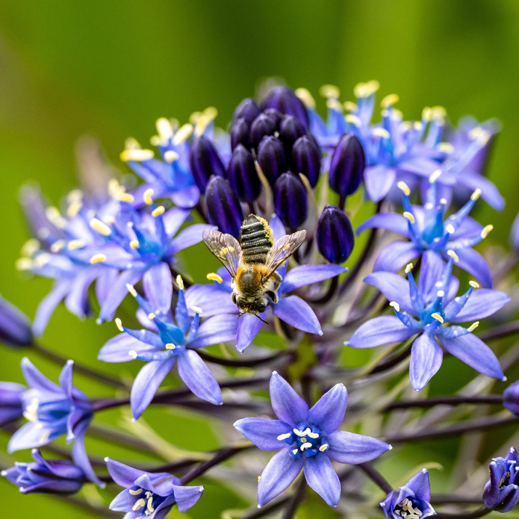 Scilla peruviana - Scilla maggiore