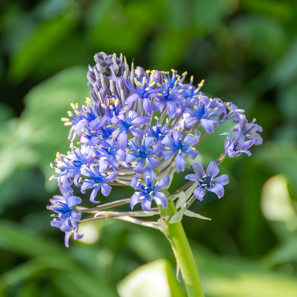 Scilla peruviana - Scilla maggiore