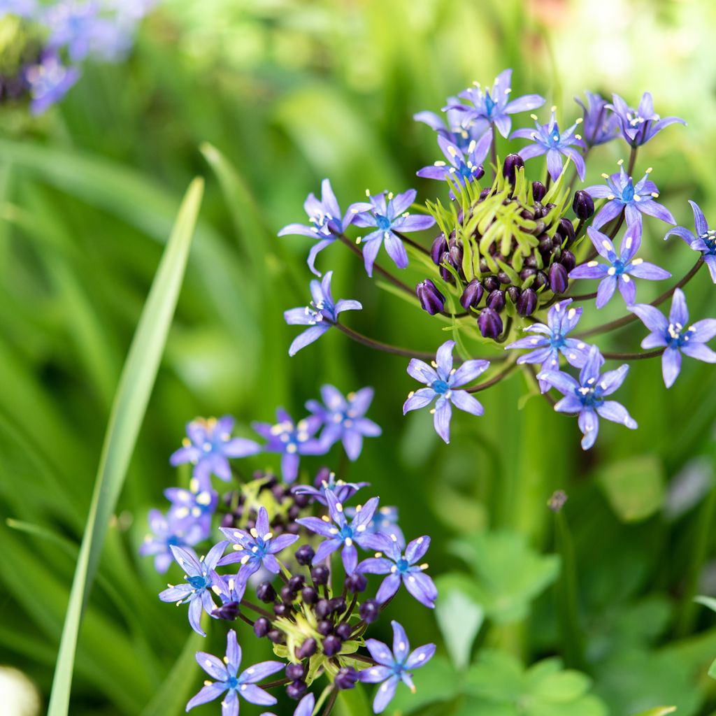 Scilla peruviana - Scilla maggiore