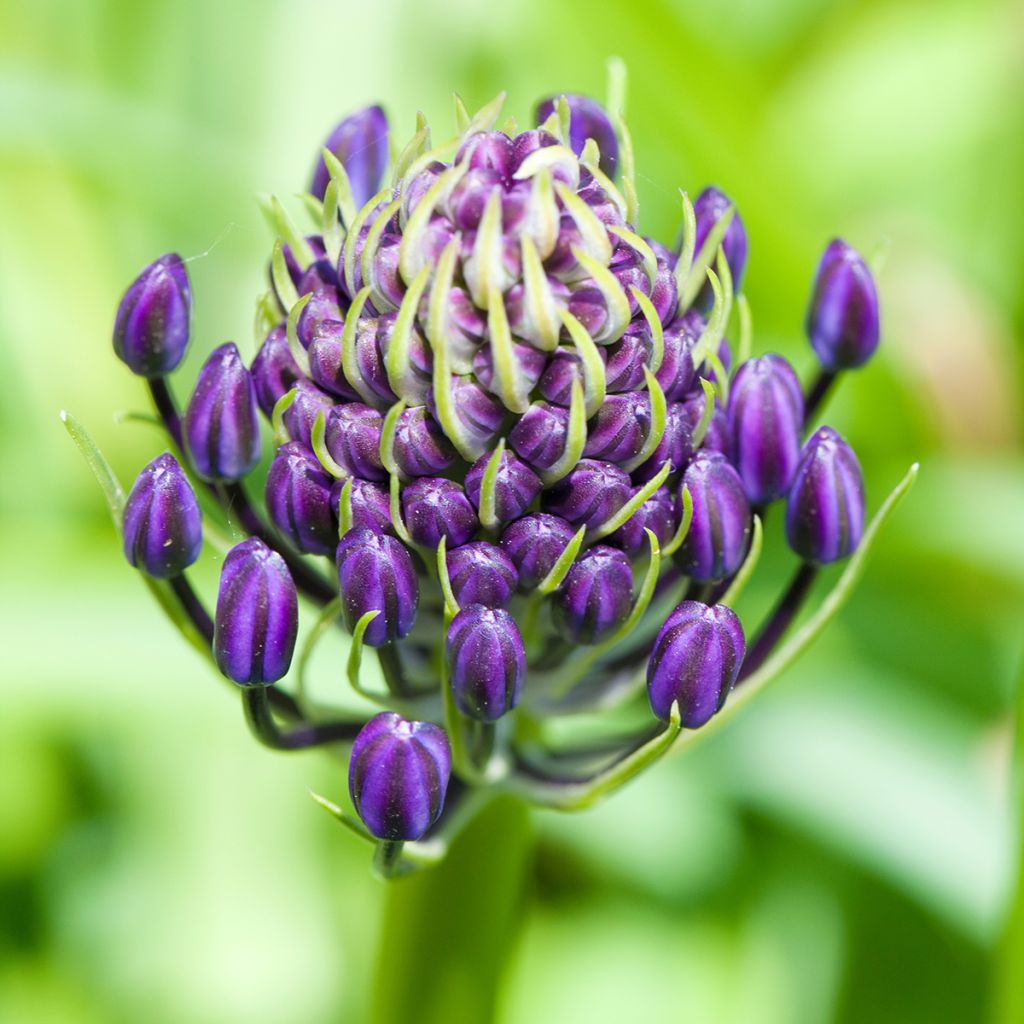 Scilla peruviana - Scilla maggiore