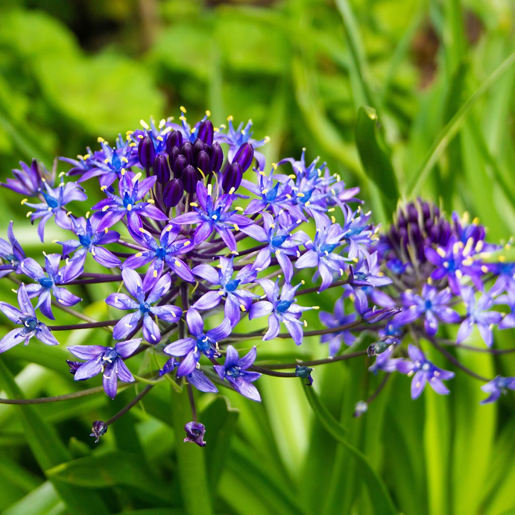 Scilla peruviana - Scilla maggiore