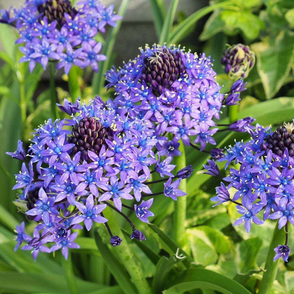 Scilla peruviana - Scilla maggiore