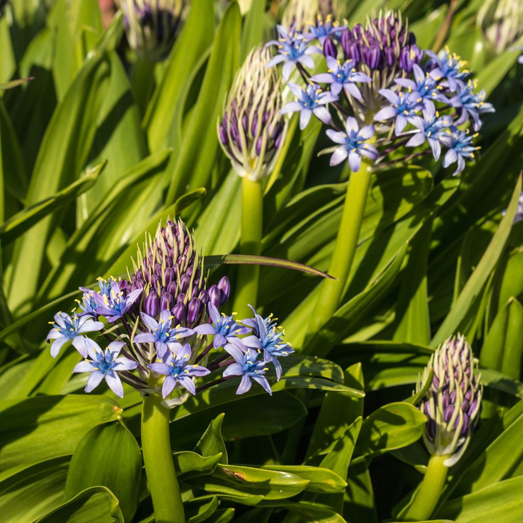 Scilla peruviana - Scilla maggiore