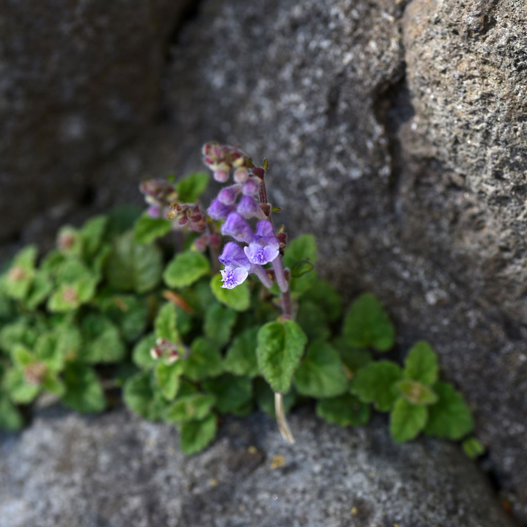 Scutellaria indica var. parviflora Parviflora