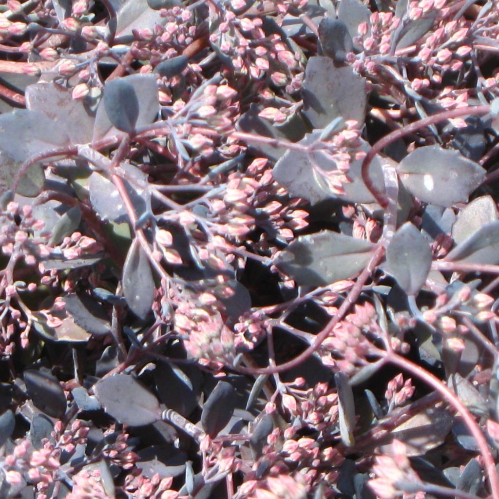 Sedum Bertram Anderson - Orpin