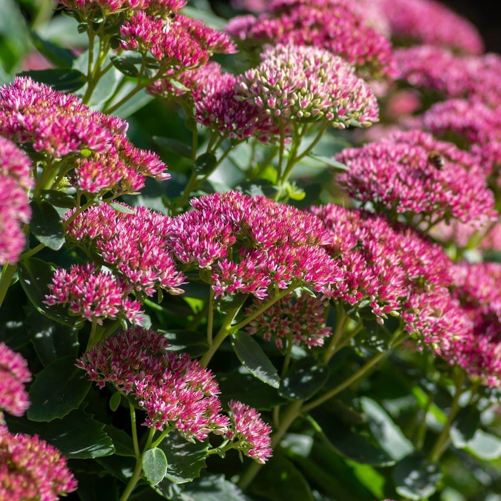 Sedum Herbstfreude