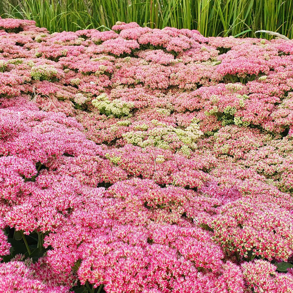 Sedum Herbstfreude