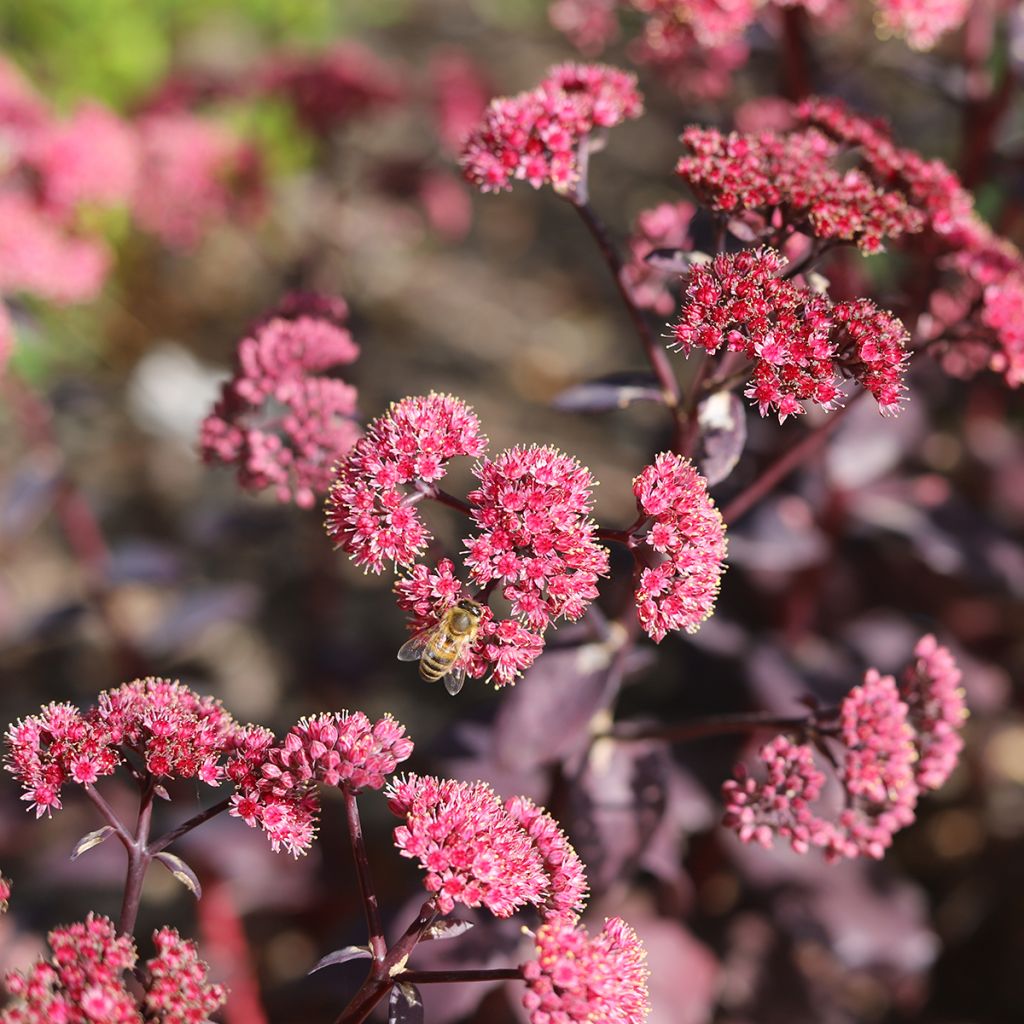 Sedum Mojave Jewels Diamond