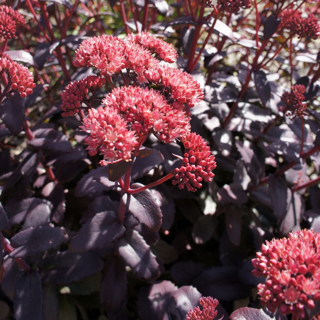 Sedum spectabile Night Embers - Borracina