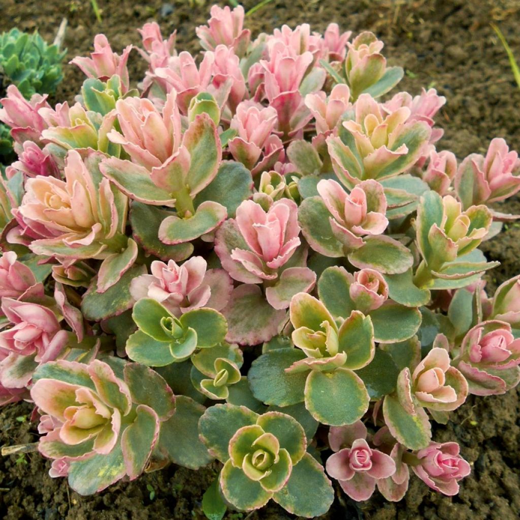 Sedum Pinky