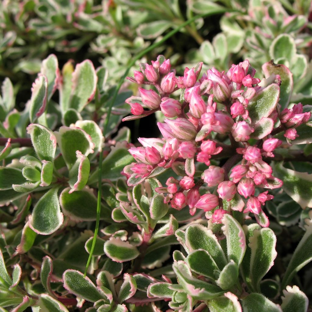 Sedum Pinky