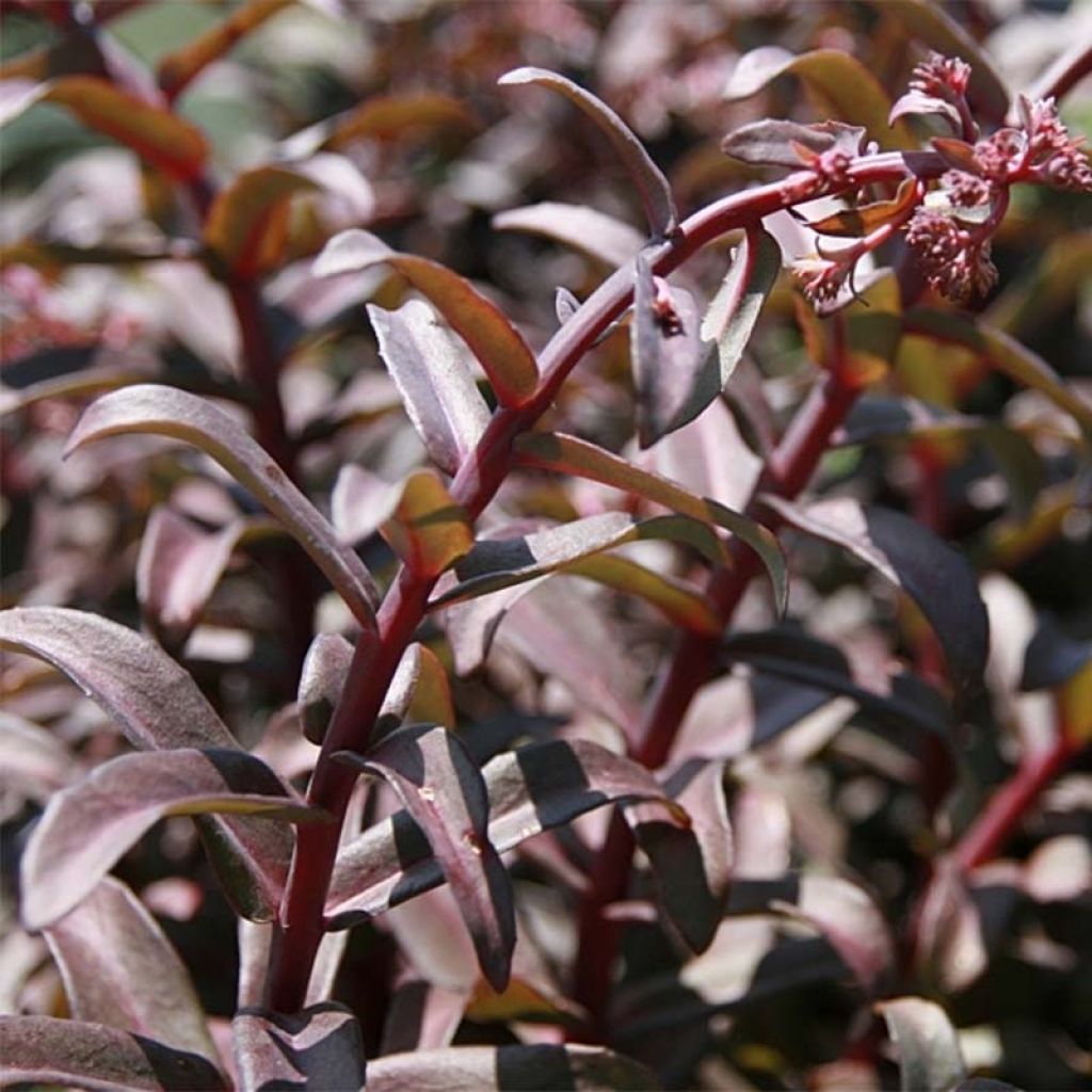 Sedum Purple Emperor - Orpin