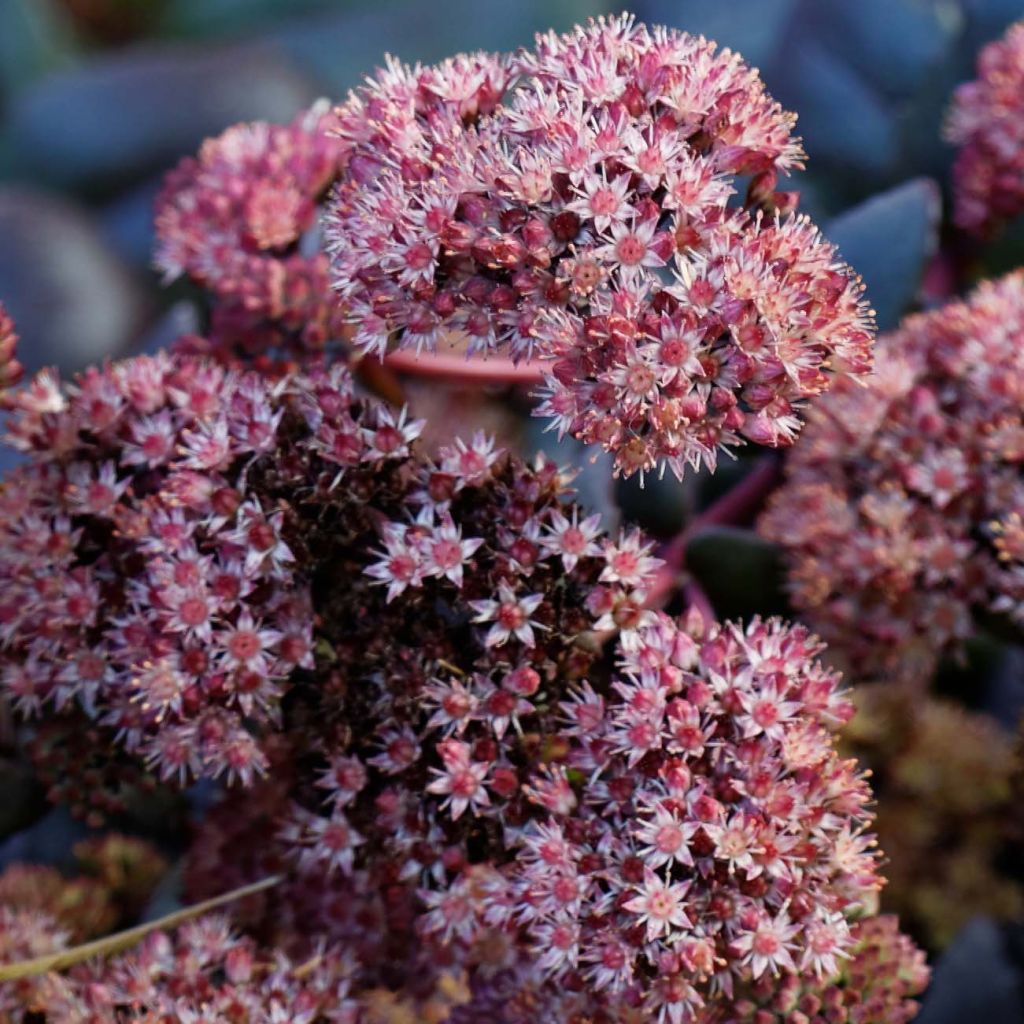 Sedum Purple Emperor - Orpin