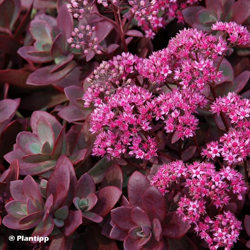 Sedum SUNSPARKLER® Firecracker - Orpin