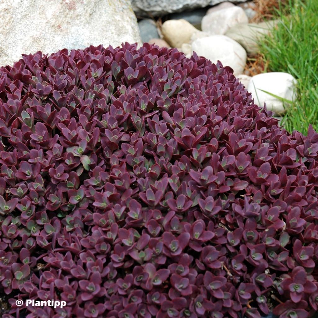 Sedum SUNSPARKLER® Firecracker - Orpin