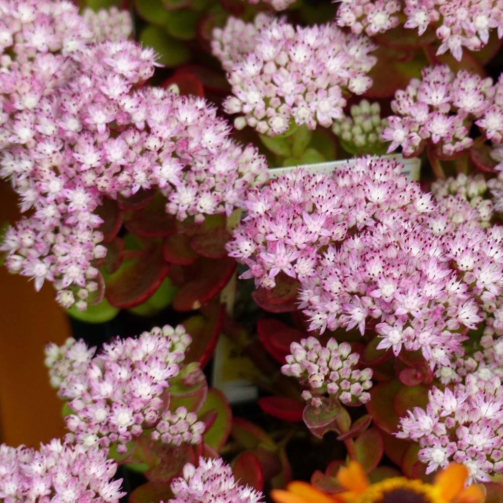 Sedum Sunsparkler Lime Zinger