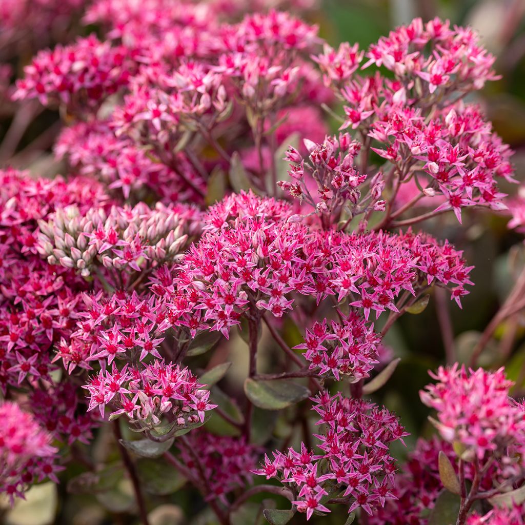 Sedum telephium Thunderhead