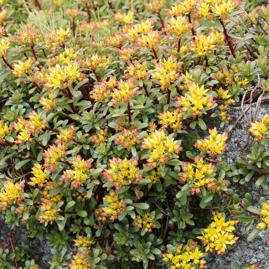 Sedum Weihenstephaner Gold - Orpin jaune