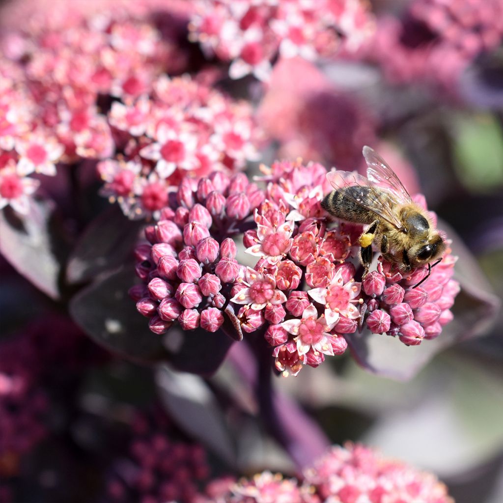 Sedum cauticola Robustum