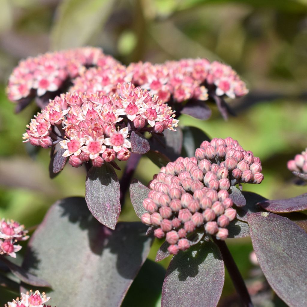 Sedum cauticola Robustum