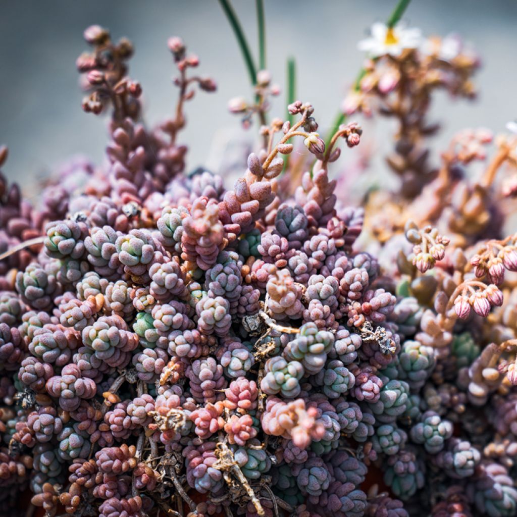 Sedum dasyphyllum - Borracina cinerea