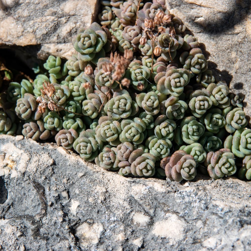 Sedum dasyphyllum - Borracina cinerea