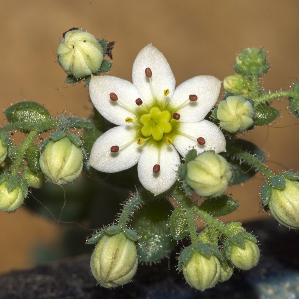 Sedum dasyphyllum - Borracina cinerea