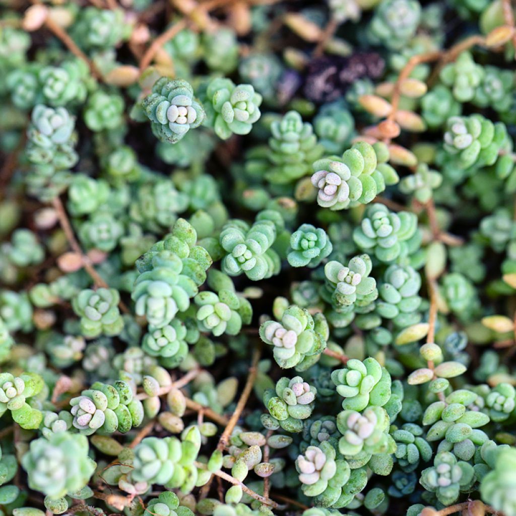 Sedum dasyphyllum - Borracina cinerea