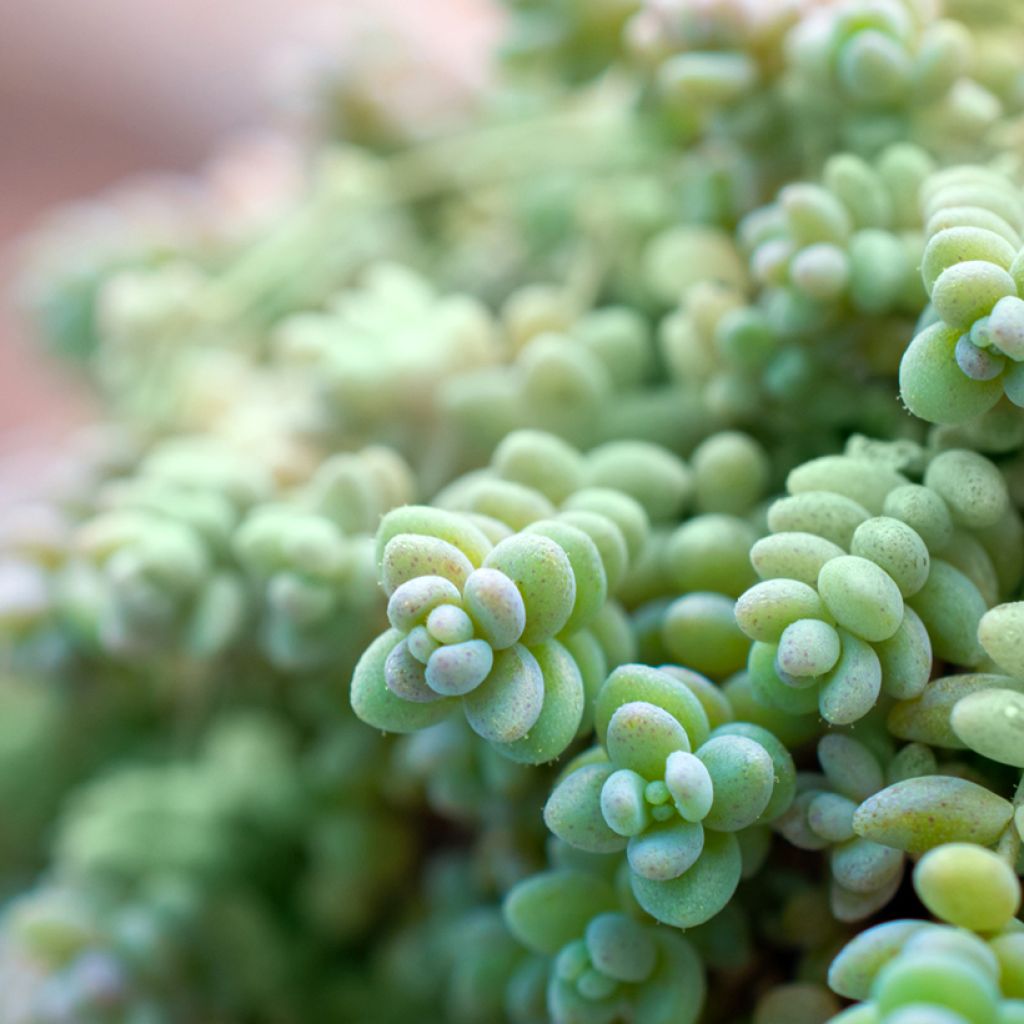 Sedum dasyphyllum - Borracina cinerea