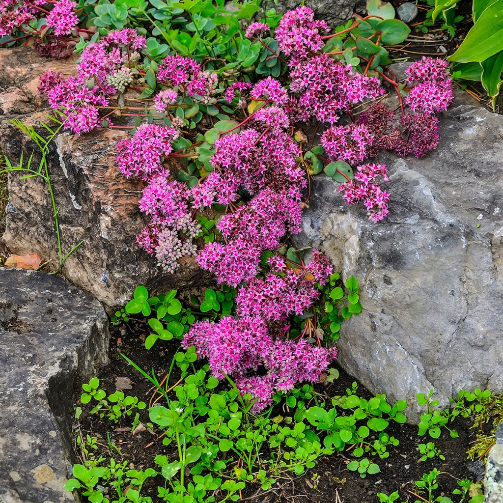 Sedum ewersii Rose