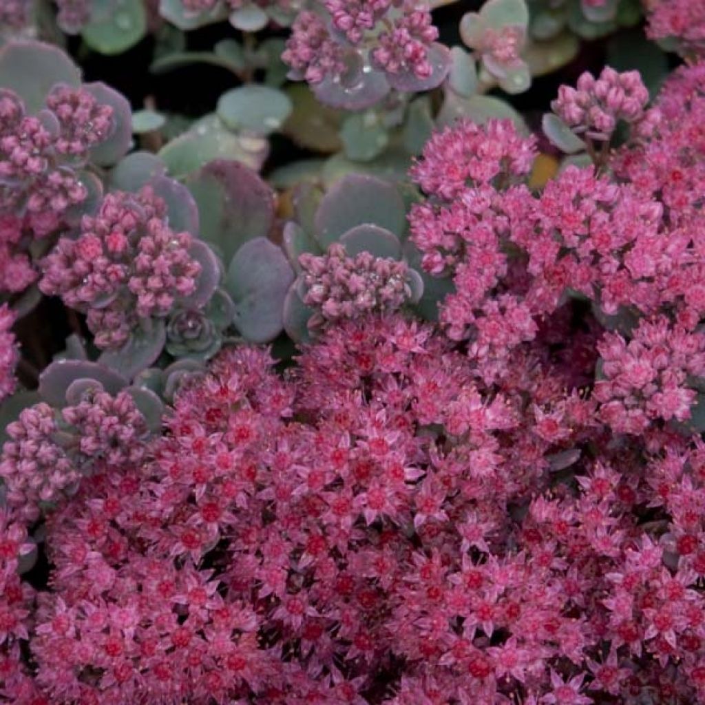 Sedum cauticola Lidakense - Orpin