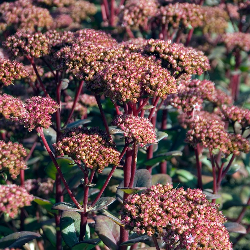 Sedum Matrona