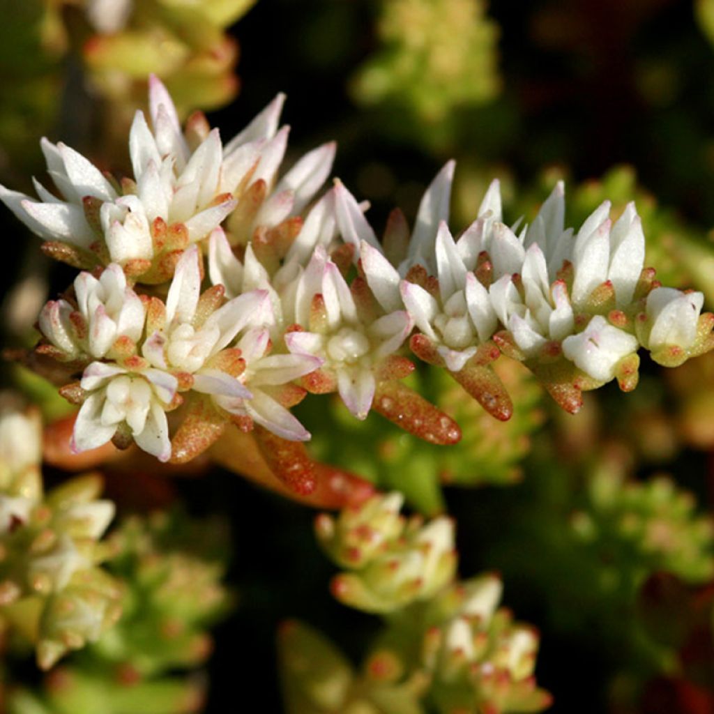 Sedum pulchellum - Orpin