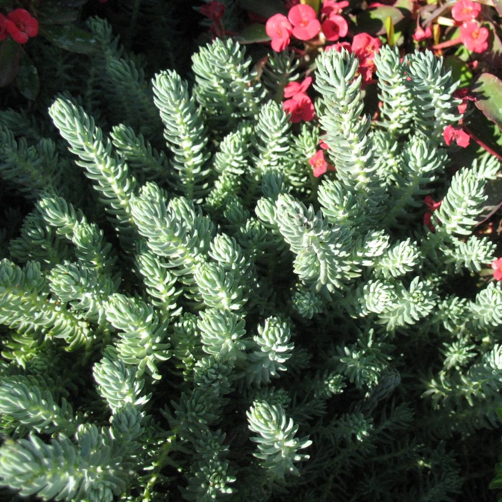 Sedum reflexum Blue Spruce - Orpin réfléchi