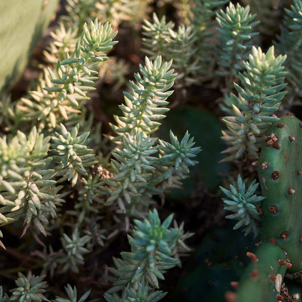 Sedum reflexum - Orpin des rochers, Orpin réfléchi