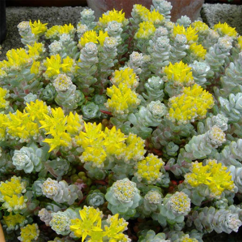 Sedum spathulifolium Cape Bianco